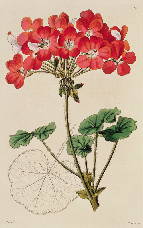 Pelargonium from `Neu Arten von Pelargonium' von Leopold Trattinick