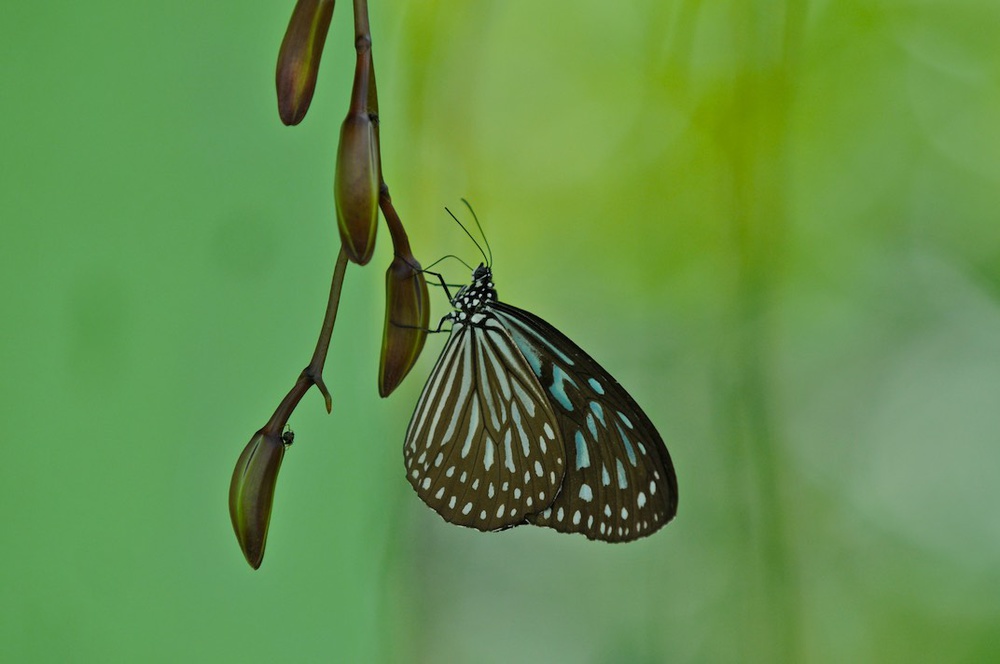 Butterfly von Leroux Alain