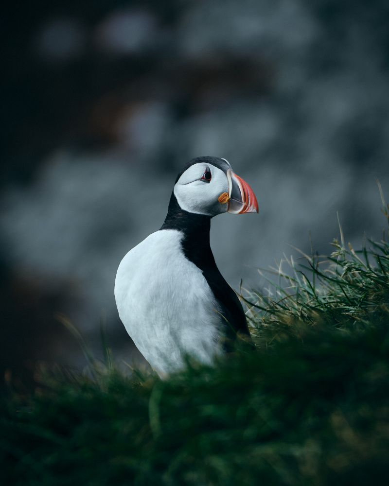 The Atlantic Puffin II von Leroy Souhuwat