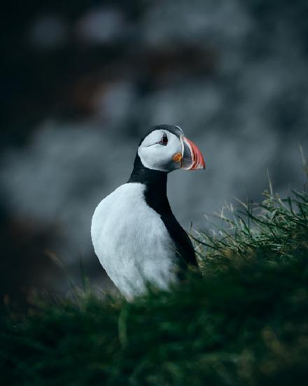 The Atlantic Puffin II