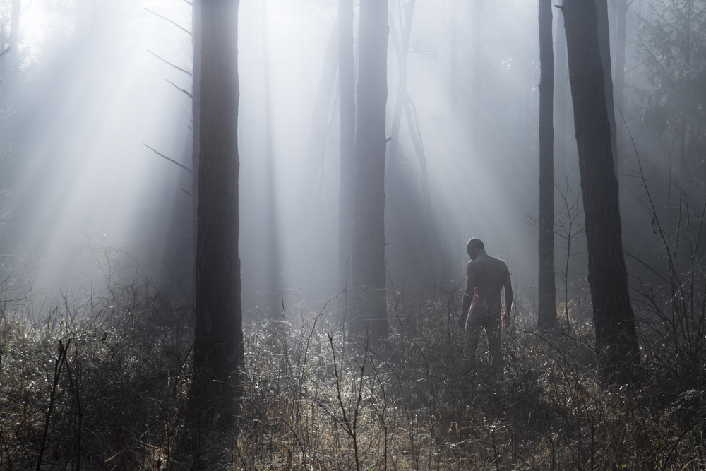 Among trees von Leszek Paradowski