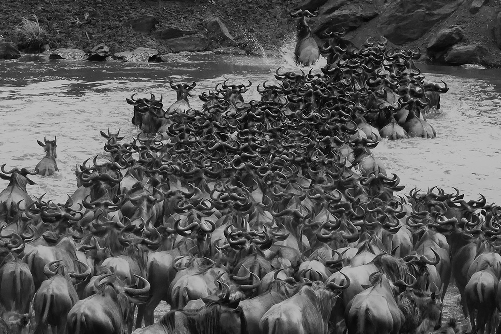 Crossing Mara River von Li Chen