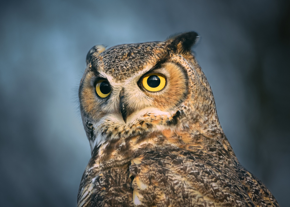 The eyes are the windows of the soul von Li Chen