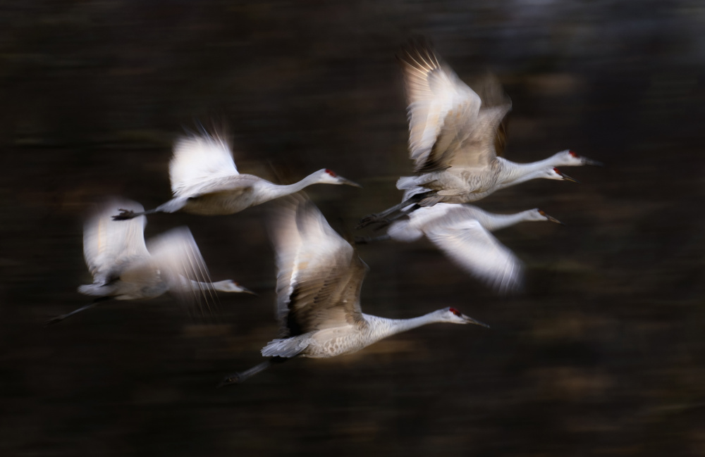 Sandy Cranes flying motion von Li Chen