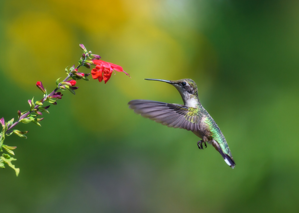 Going for the red meal von Li Chen