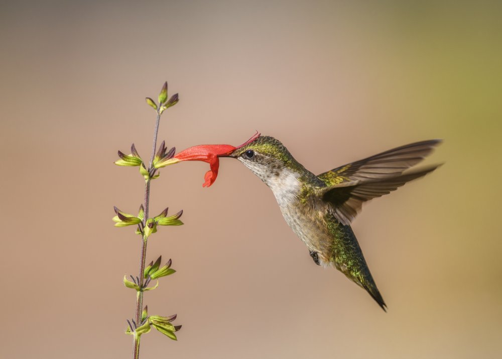 Juvenile von Li Chen