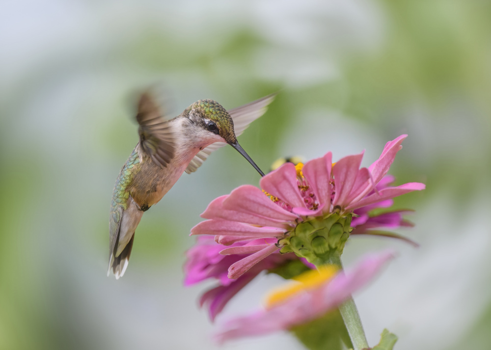 Juvenile Ruby-throated hummingbird von Li Chen