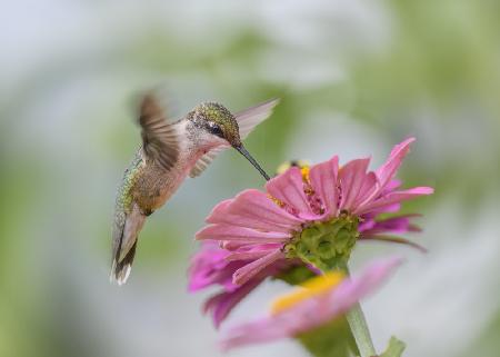 Juvenile Ruby-throated hummingbird