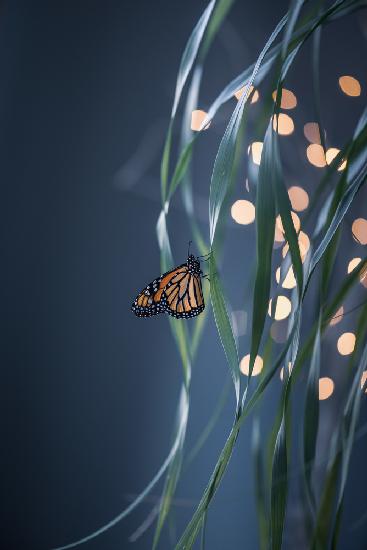 Monarch butterfly