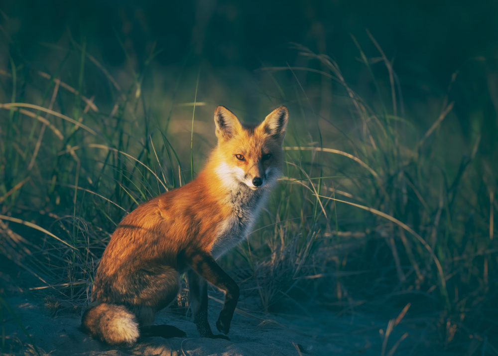 Red fox von Li Chen