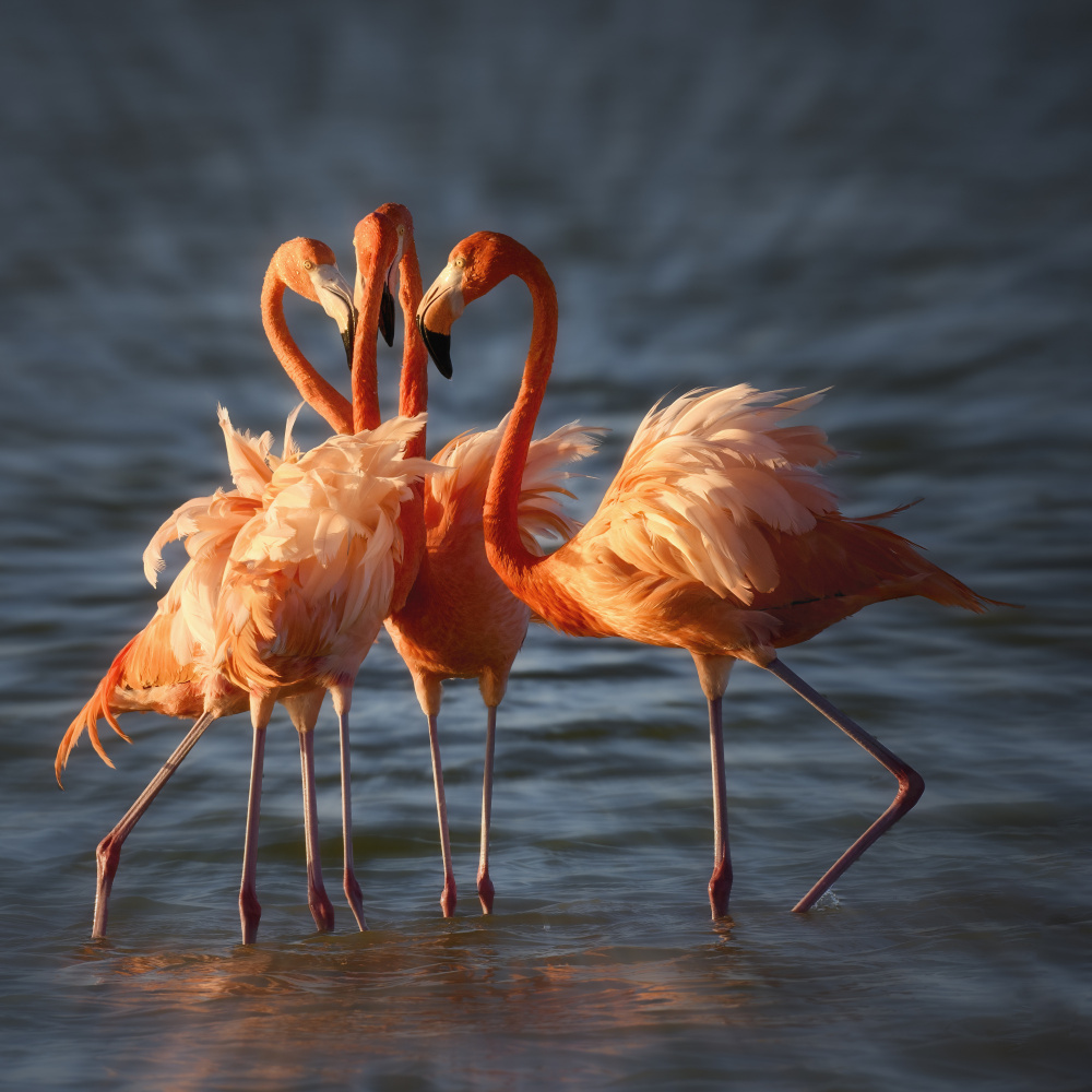 Four pink tutu dancers von Li Chen