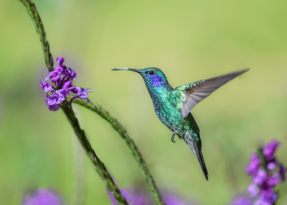 Violetear von Li Chen