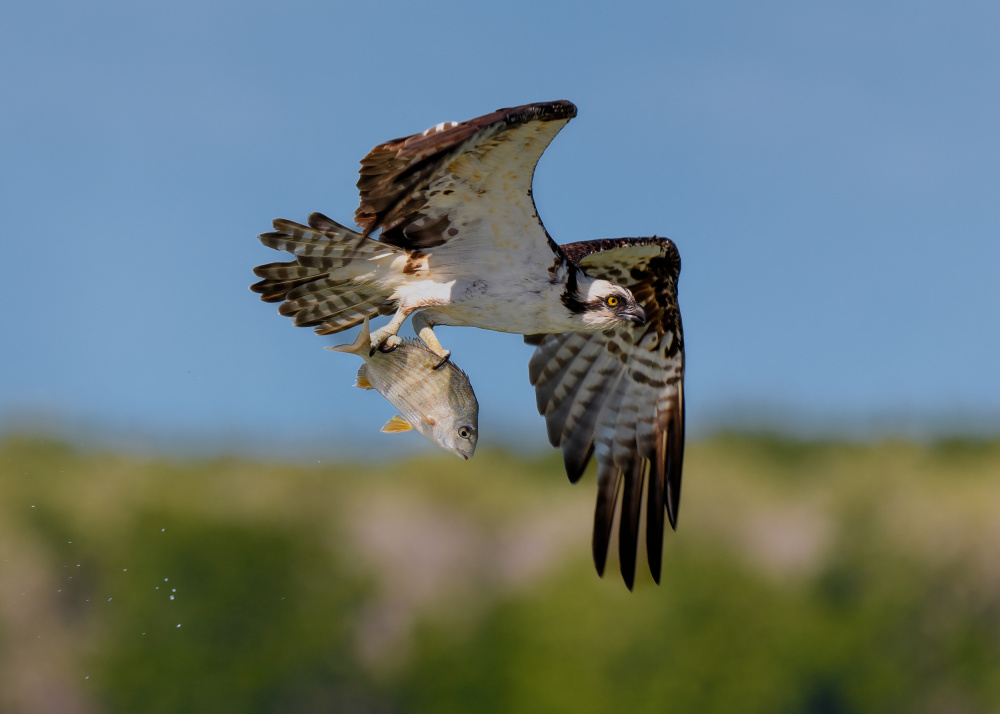 Two different eyes von Li Chen