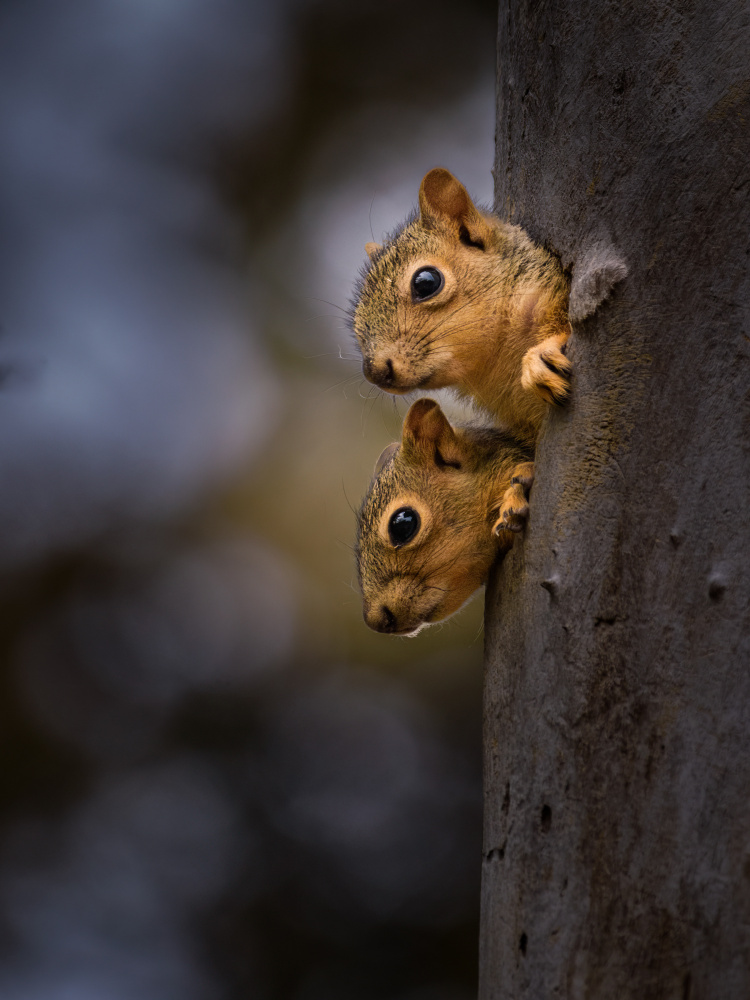 Curious. von Lian Tang