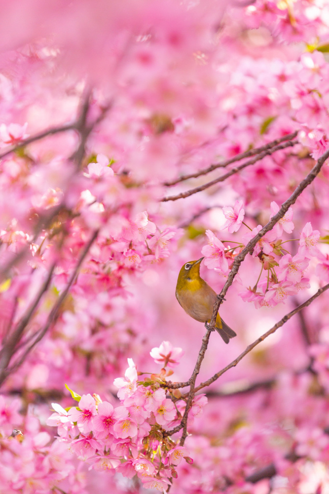 cherry blossoms and bird von LIANG CHEN