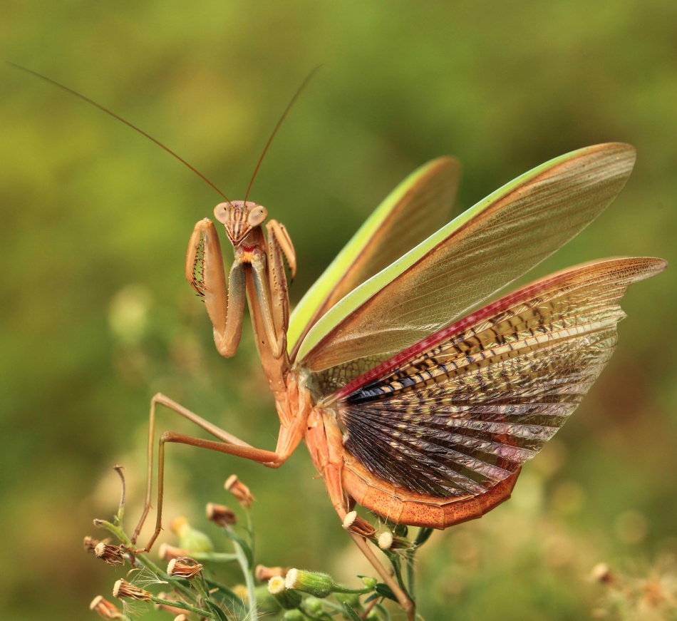 The mantis spreads its tail von liangdawei(梁大伟）