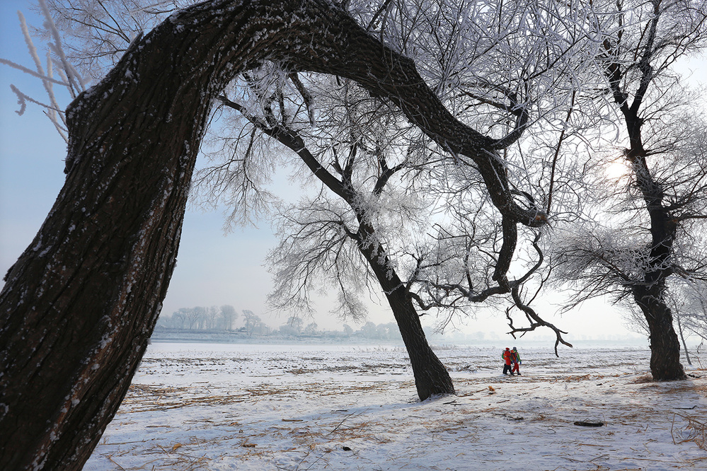 Tree and Frozen land von Libby Zhang