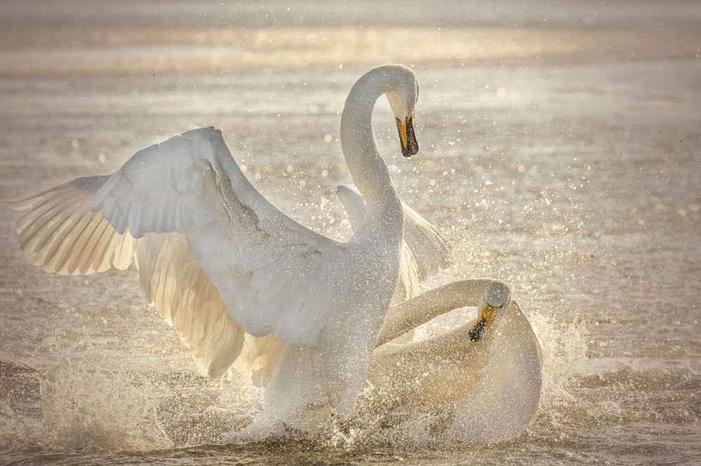 Brutal Swan Fight von Libby Zhang