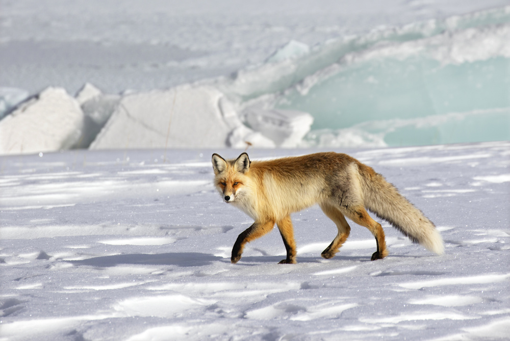 A red fox von Libby Zhang