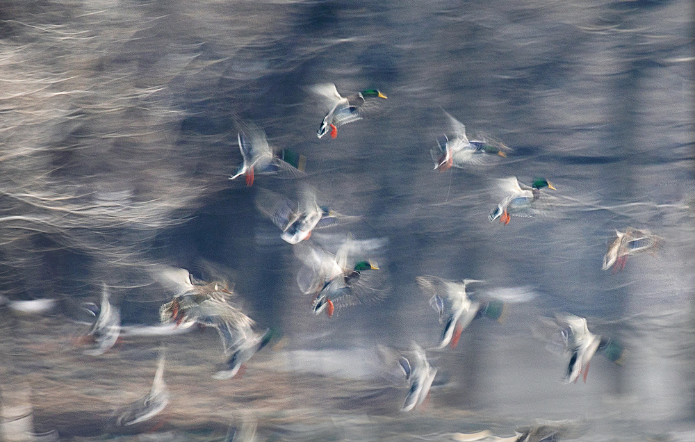 Flying ducks von Libby Zhang