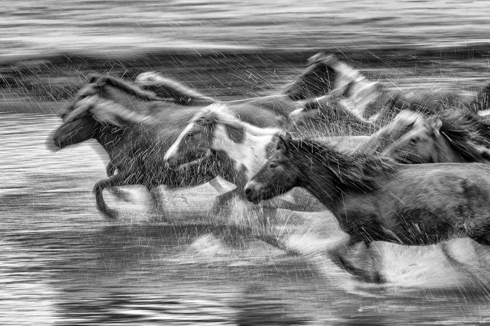 Mongolia Horses von Libby Zhang