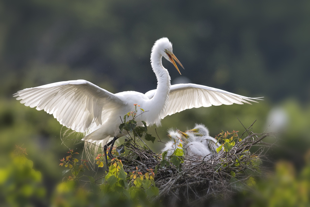 Egret family von Libby Zhang