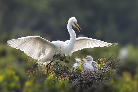 Egret family