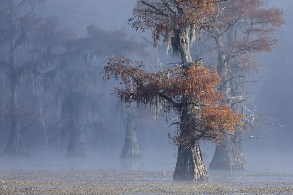 Texas foliage von Libby Zhang