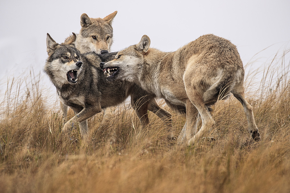 Threes Company von Libby Zhang