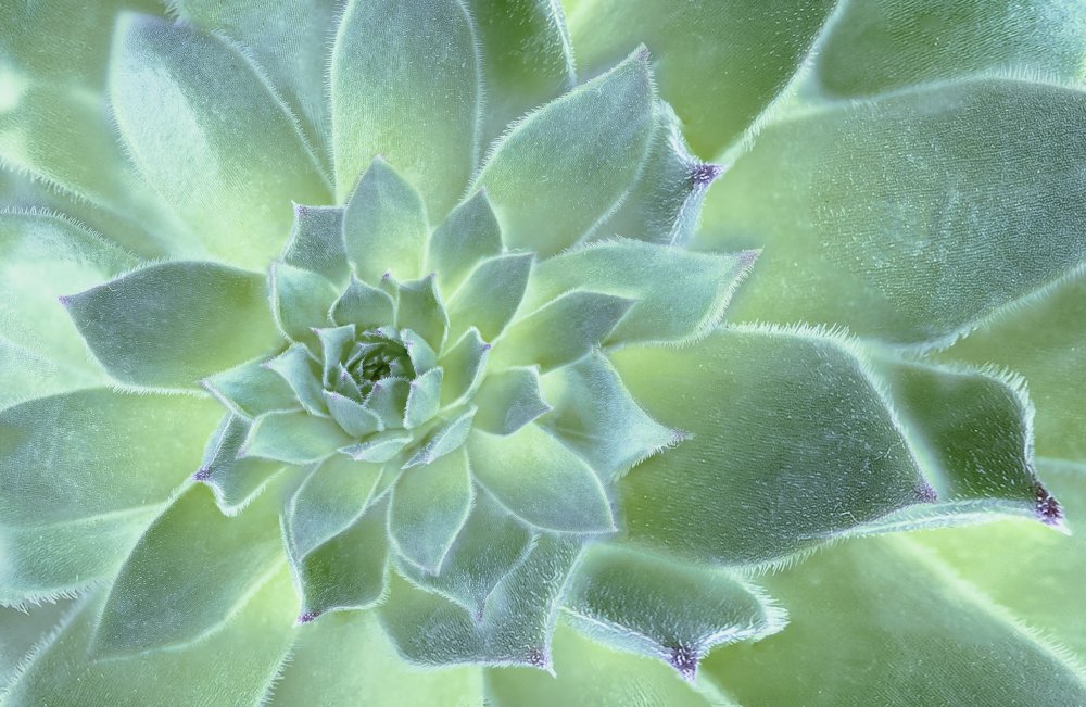 Desert Beauty von Libby Zhang