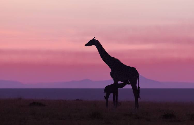 Good morning Masai Mara 7 von Libor Plocek