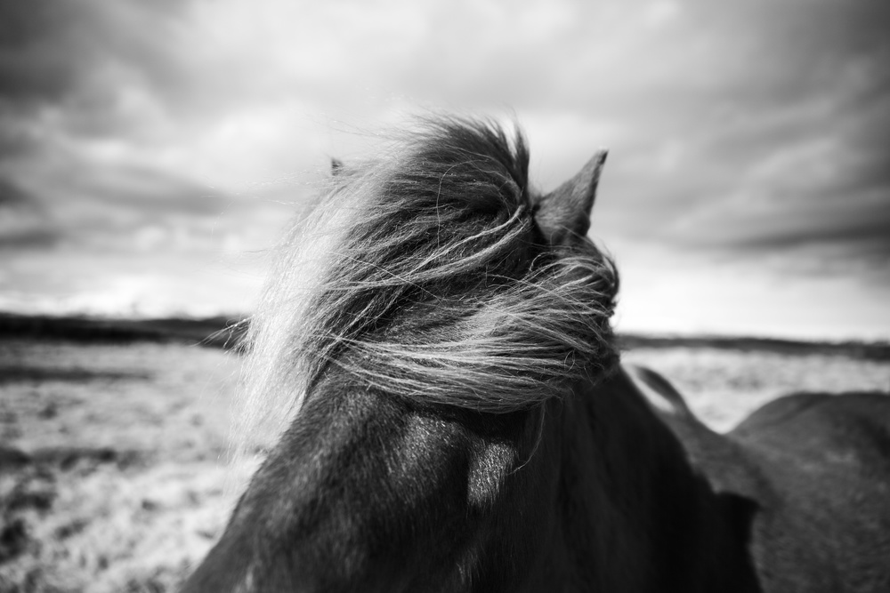 Iceland von Liesbeth van der Werf