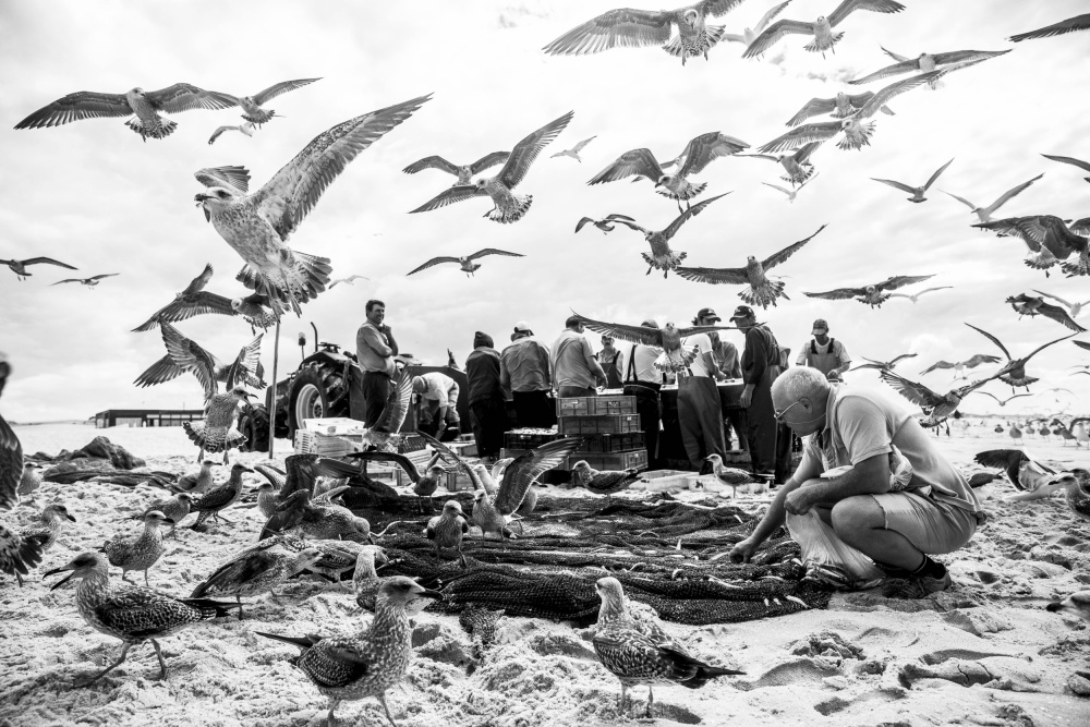 Birds von Liesbeth van der Werf