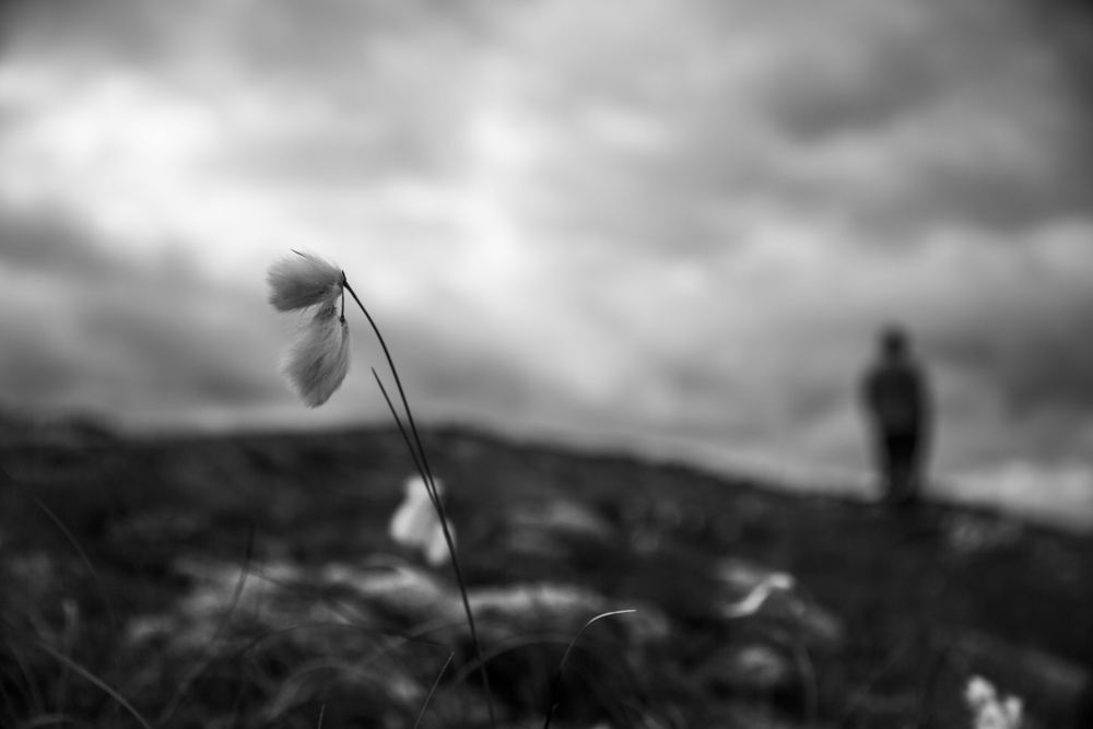 cottongrass von Liesbeth van der Werf