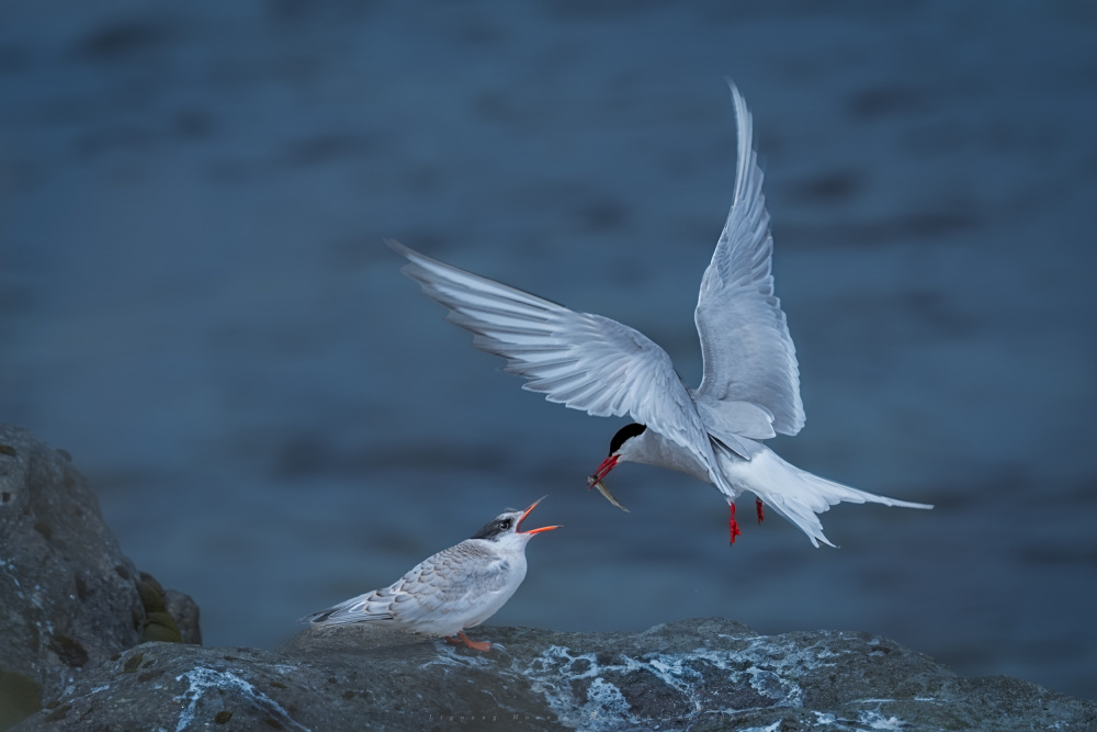 Nurturing von Liguang Huang