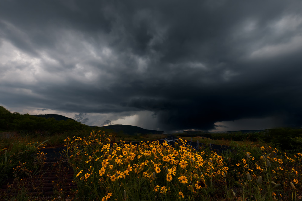 Wild Flower and Storm von Liguang Huang