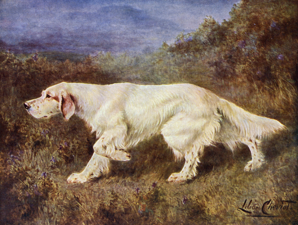 Mr J J Holgates Typical English Setter Mallwyd Ned von Lilian Cheviot