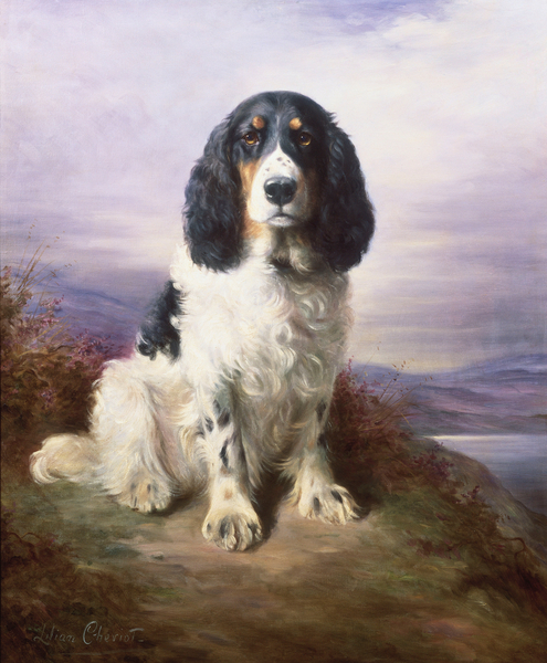 Royal, a Tri-Colour Working Springer Spaniel von Lilian Cheviot