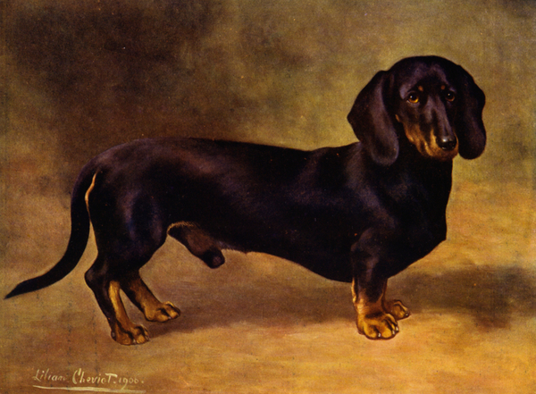 The Dachshund Earl Satin von Lilian Cheviot