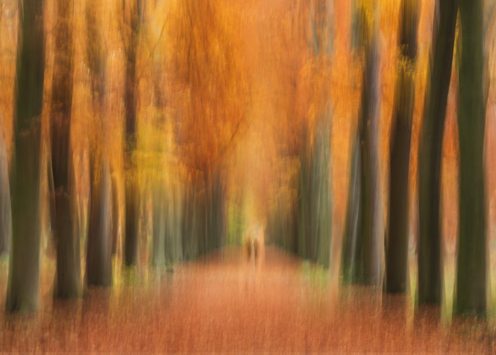 Autumn walk von Liliane Lathouwers