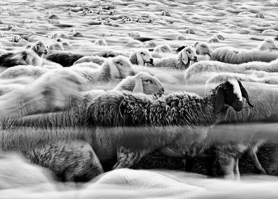 River Sheep || von Liloni Luca