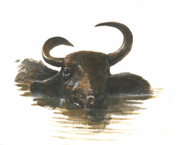 Water Buffalo von Lincoln  Seligman