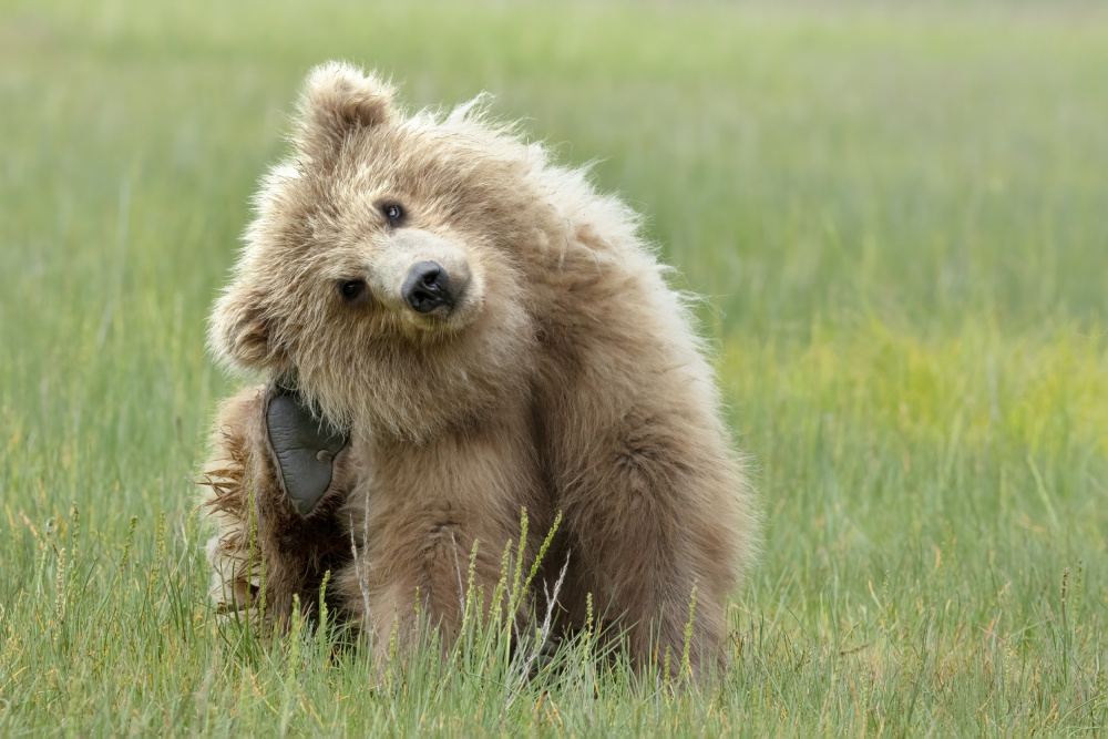 Alaskan Coastal Brown Bear Cub von Linda D Lester