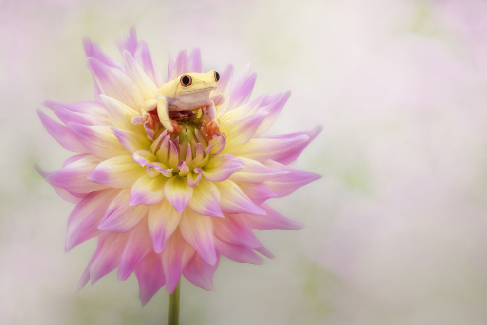 Albino Red Eyed Tree Frog on a Dahlia von Linda D Lester