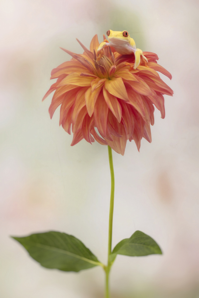 Albino Red Eyed Tree Frog on a Dahlia von Linda D Lester