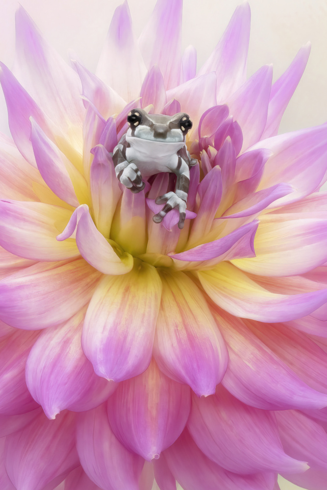 Baby Amazon Milk Frog von Linda D Lester