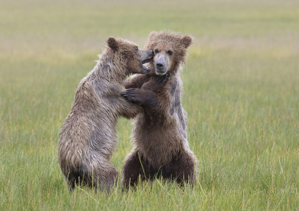 Bear Cubs Playing von Linda D Lester