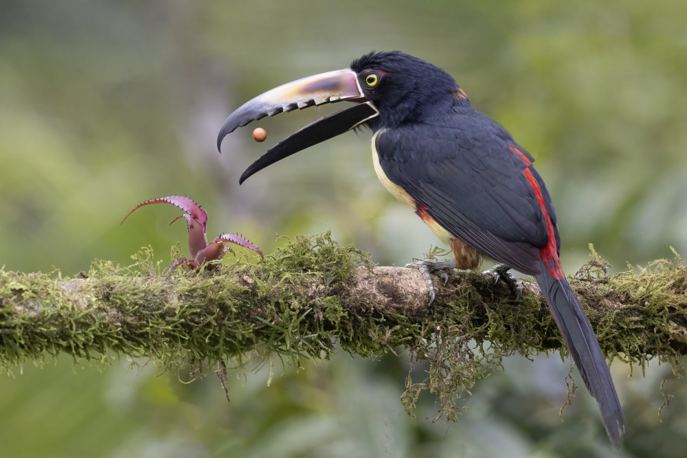 Collard Aracari Toucan with a Berry von Linda D Lester