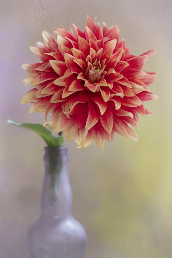 Dahlia in a Vase von Linda D Lester