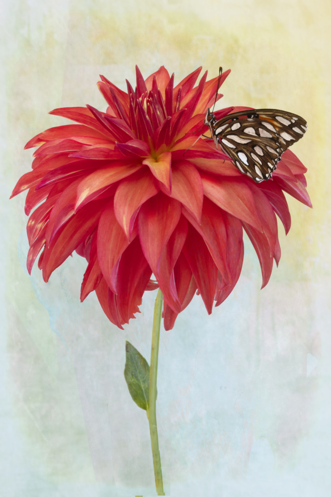 Dahlia Bloom and a Butterfly von Linda D Lester